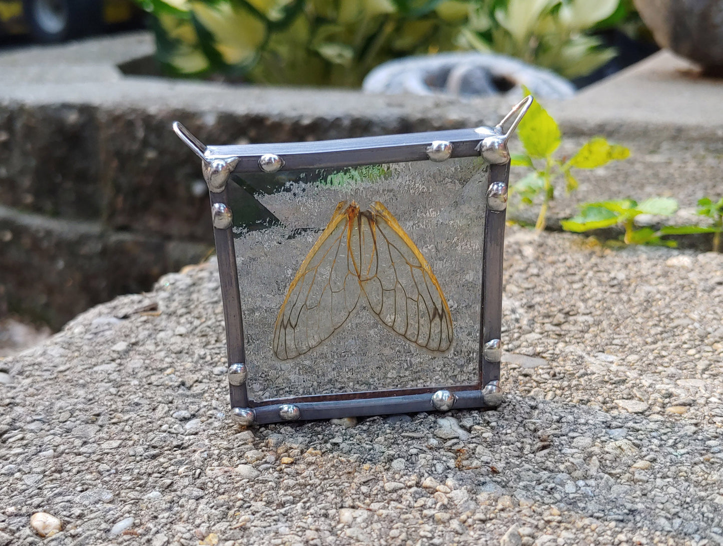 Cicada Wings Sun Catcher (Ready to Ship)